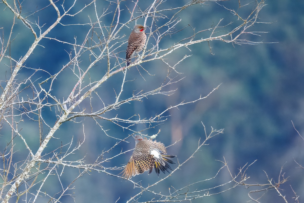 Northern Flicker (Yellow-shafted x Red-shafted) - ML648554531