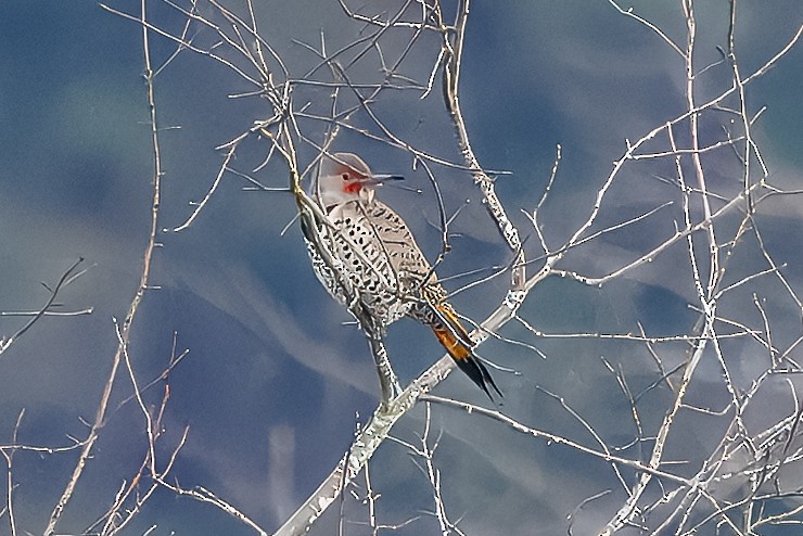 Northern Flicker (Yellow-shafted x Red-shafted) - ML648554536