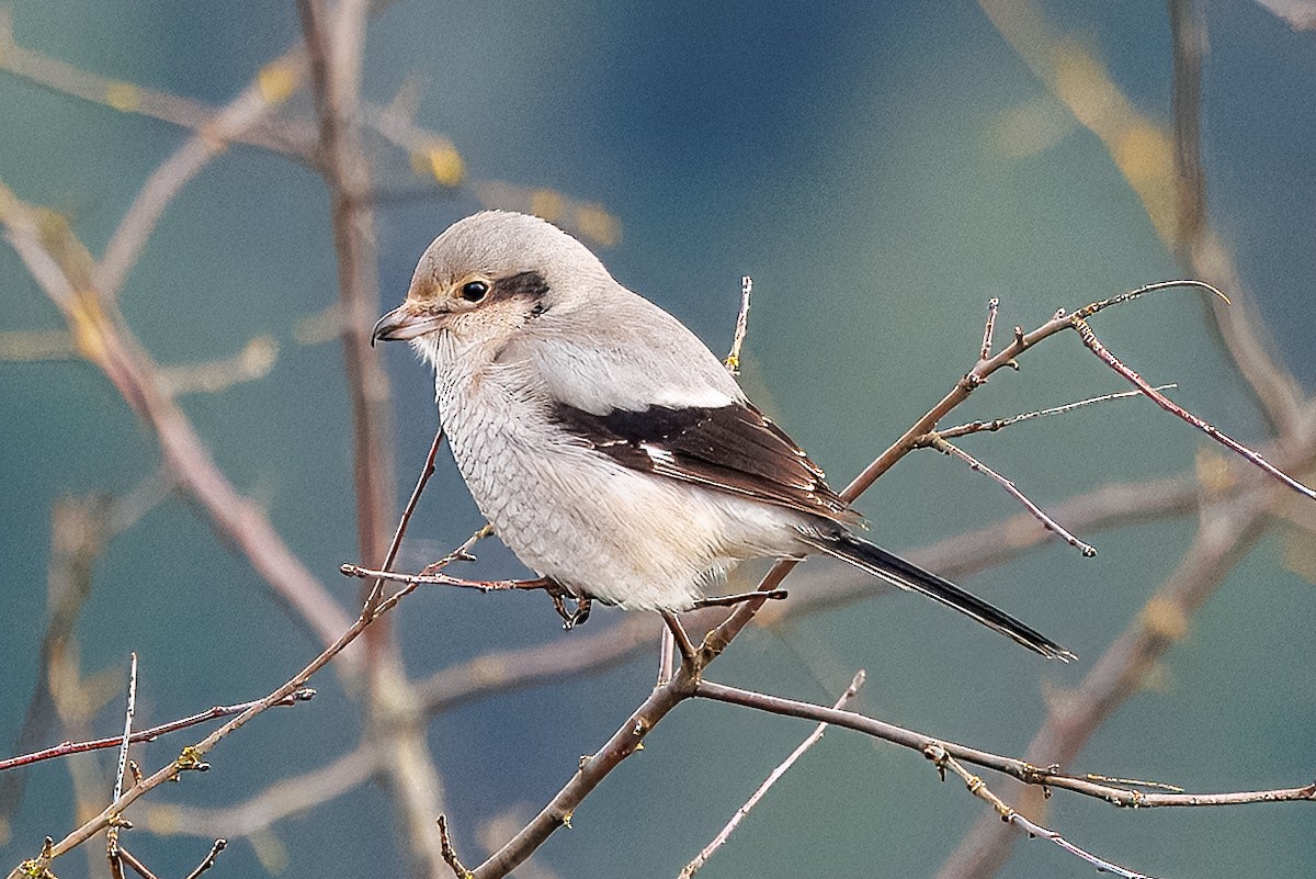 Northern Shrike - ML648554541