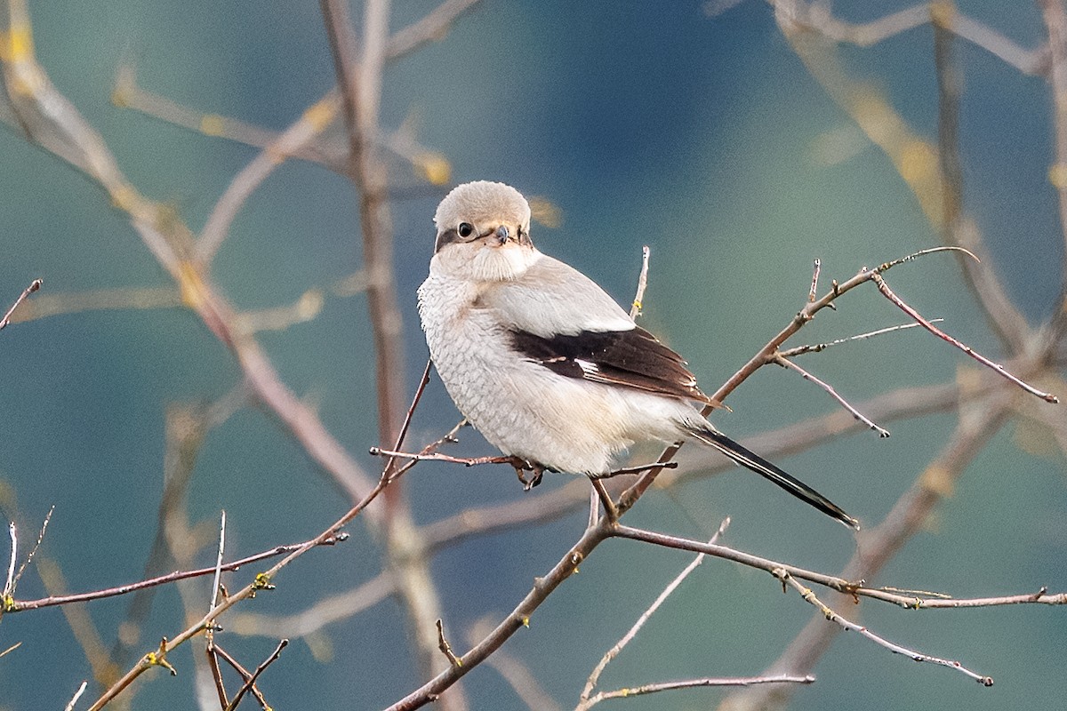 Northern Shrike - ML648554546