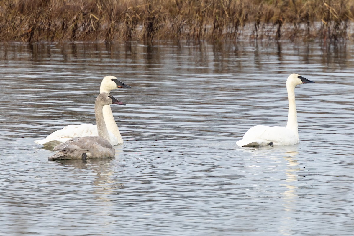 Trumpeter Swan - ML648554556