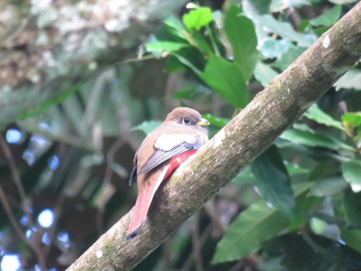 Collared Trogon - ML648554559