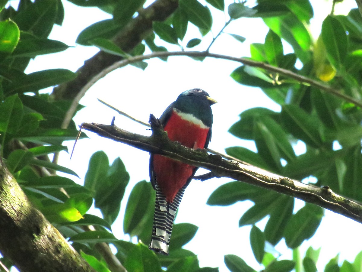 Collared Trogon - ML648554560