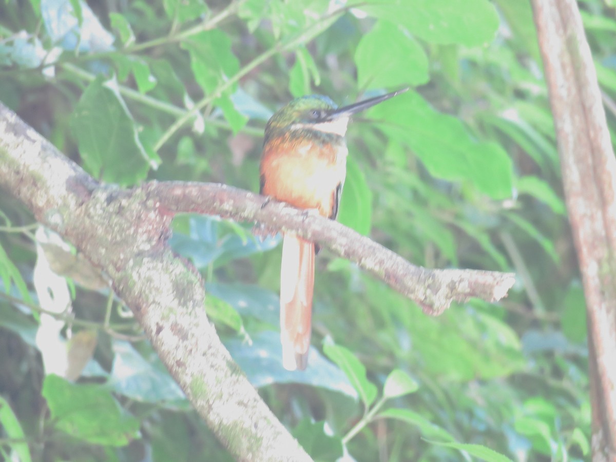 Rufous-tailed Jacamar (Rufous-tailed) - ML648554627