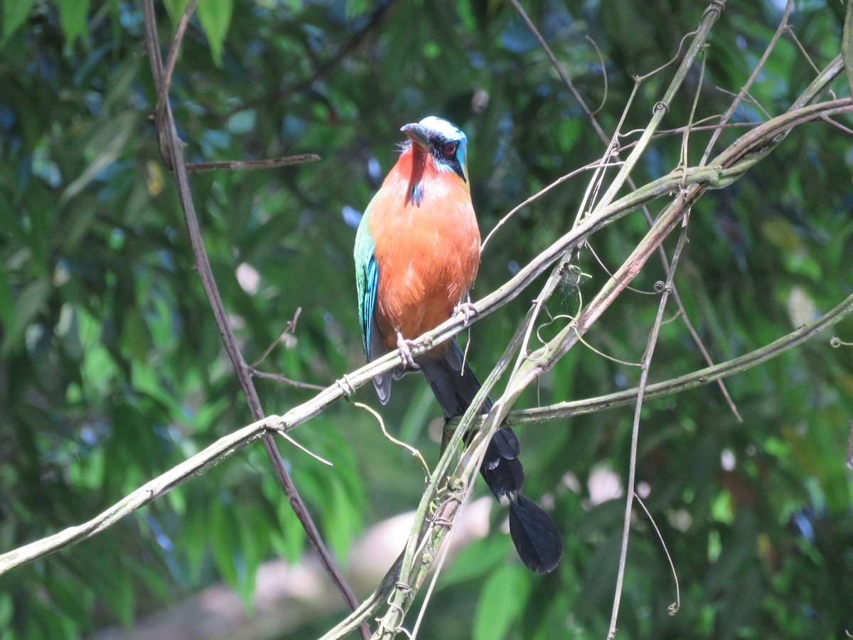 Trinidad Motmot - ML648554658