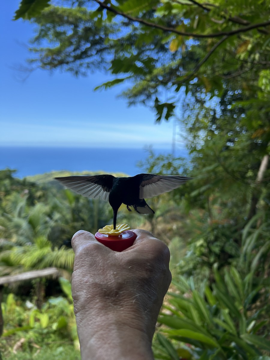 White-tailed Sabrewing - ML648554792