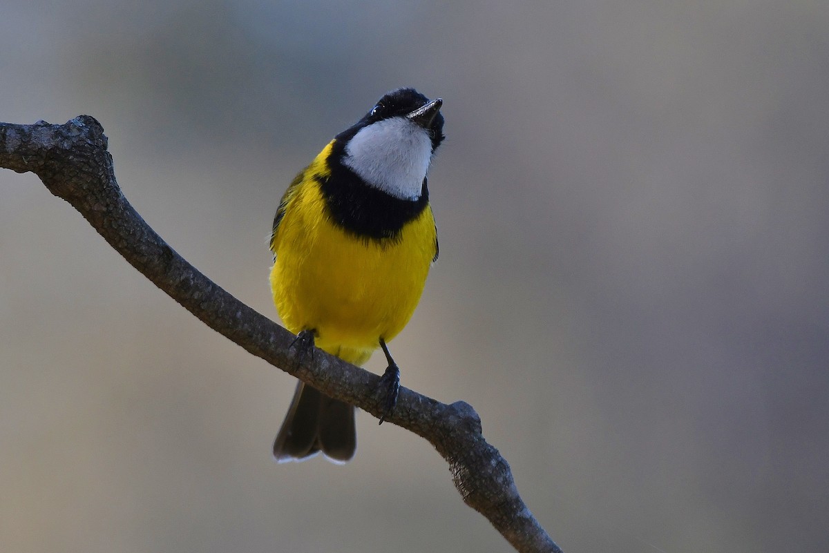 Golden Whistler - ML64855481