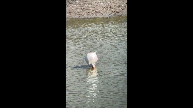 White Ibis - ML648554826