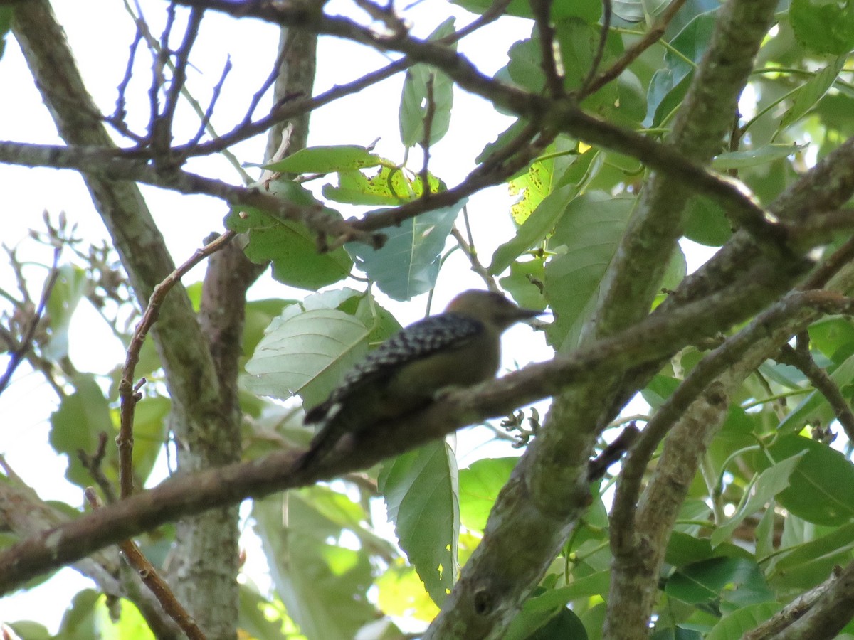Red-crowned Woodpecker - ML648555063