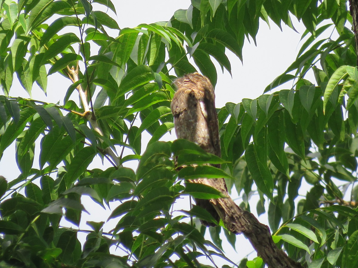 Common Potoo - ML648555084