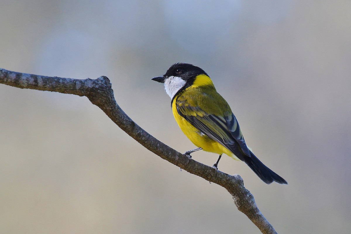 Golden Whistler - ML64855511