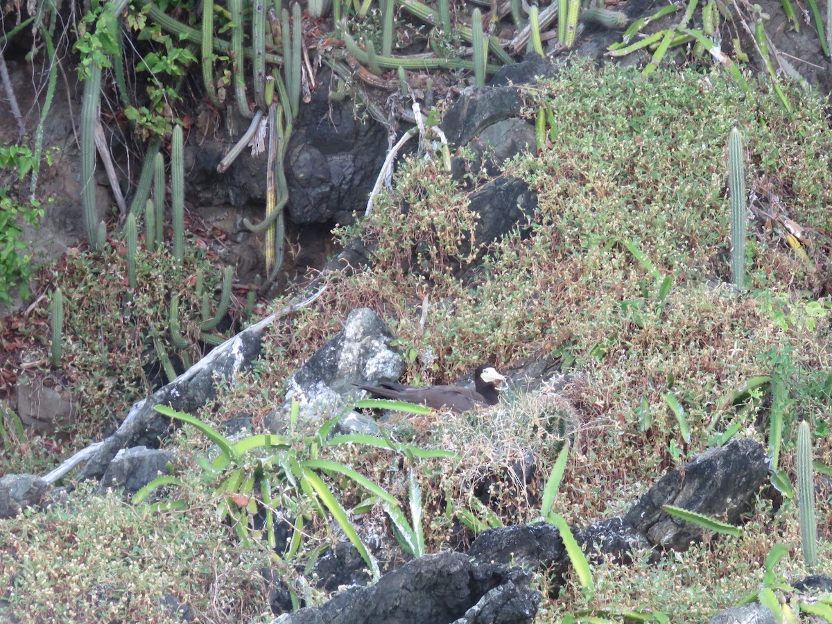 Brown Booby - ML648555283