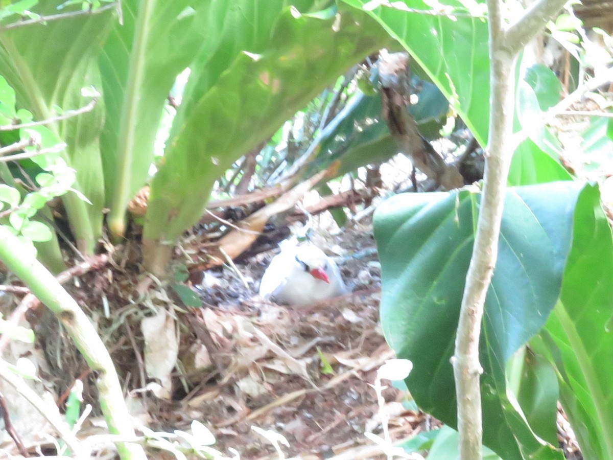 Red-billed Tropicbird - ML648555431