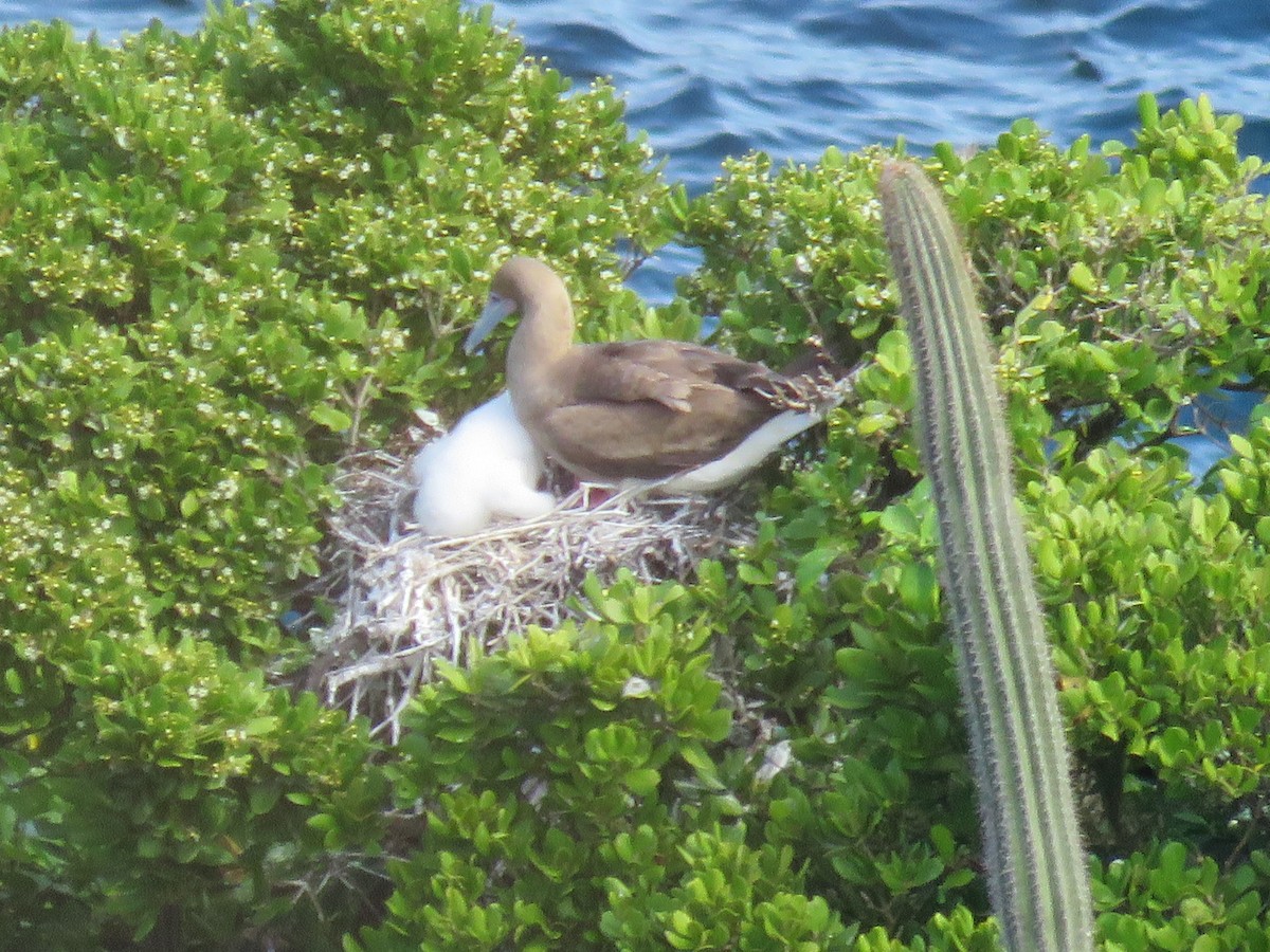 Red-footed Booby - ML648555449