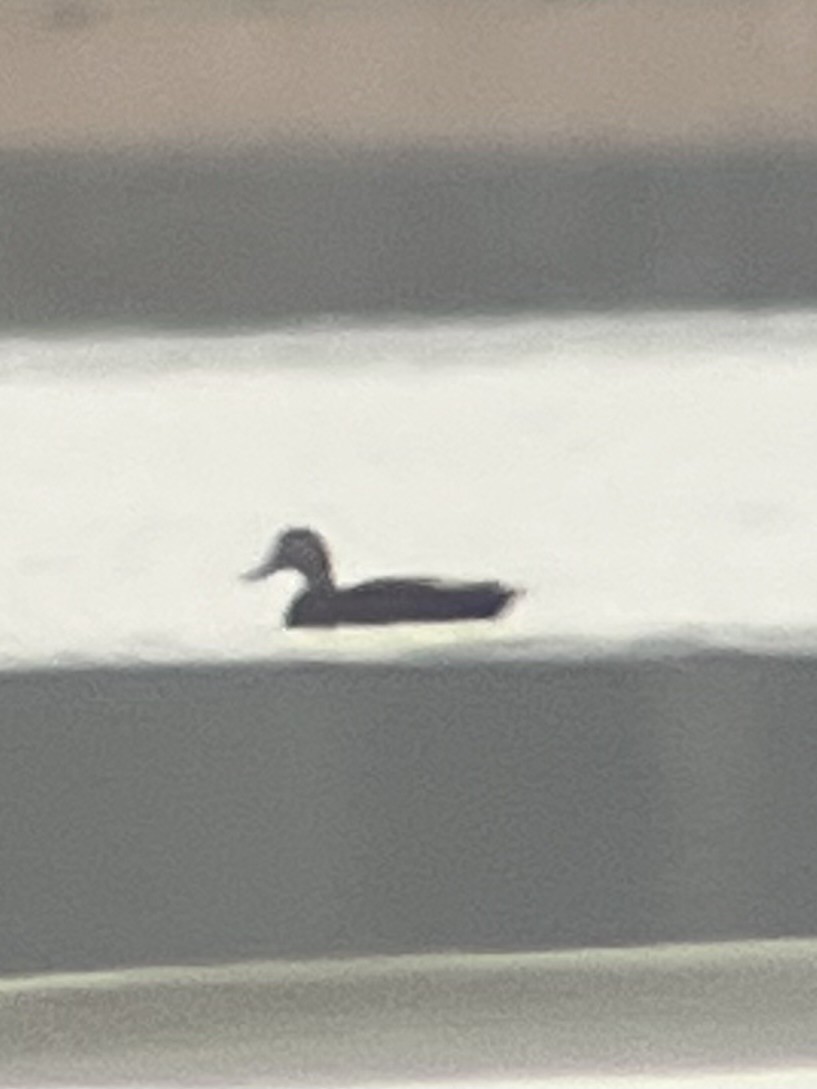 American Black Duck - ML648555515