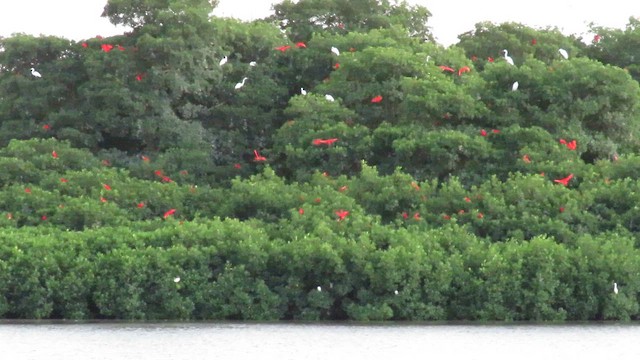 Scarlet Ibis - ML648555532