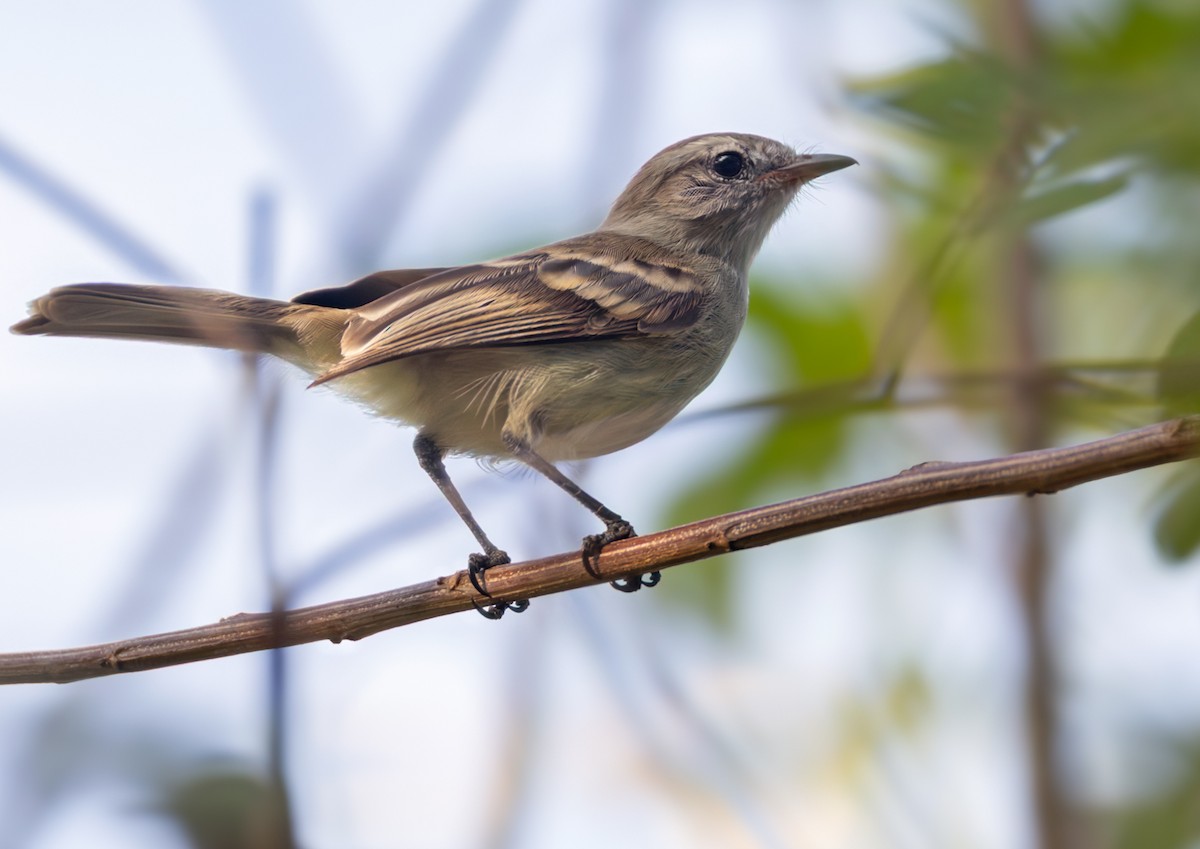Mouse-colored Tyrannulet (Northern) - ML648555621