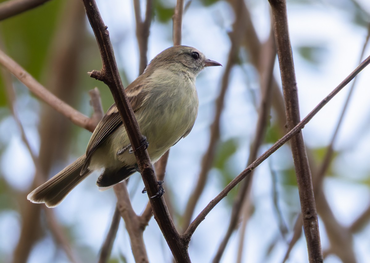 Mouse-colored Tyrannulet (Northern) - ML648555622