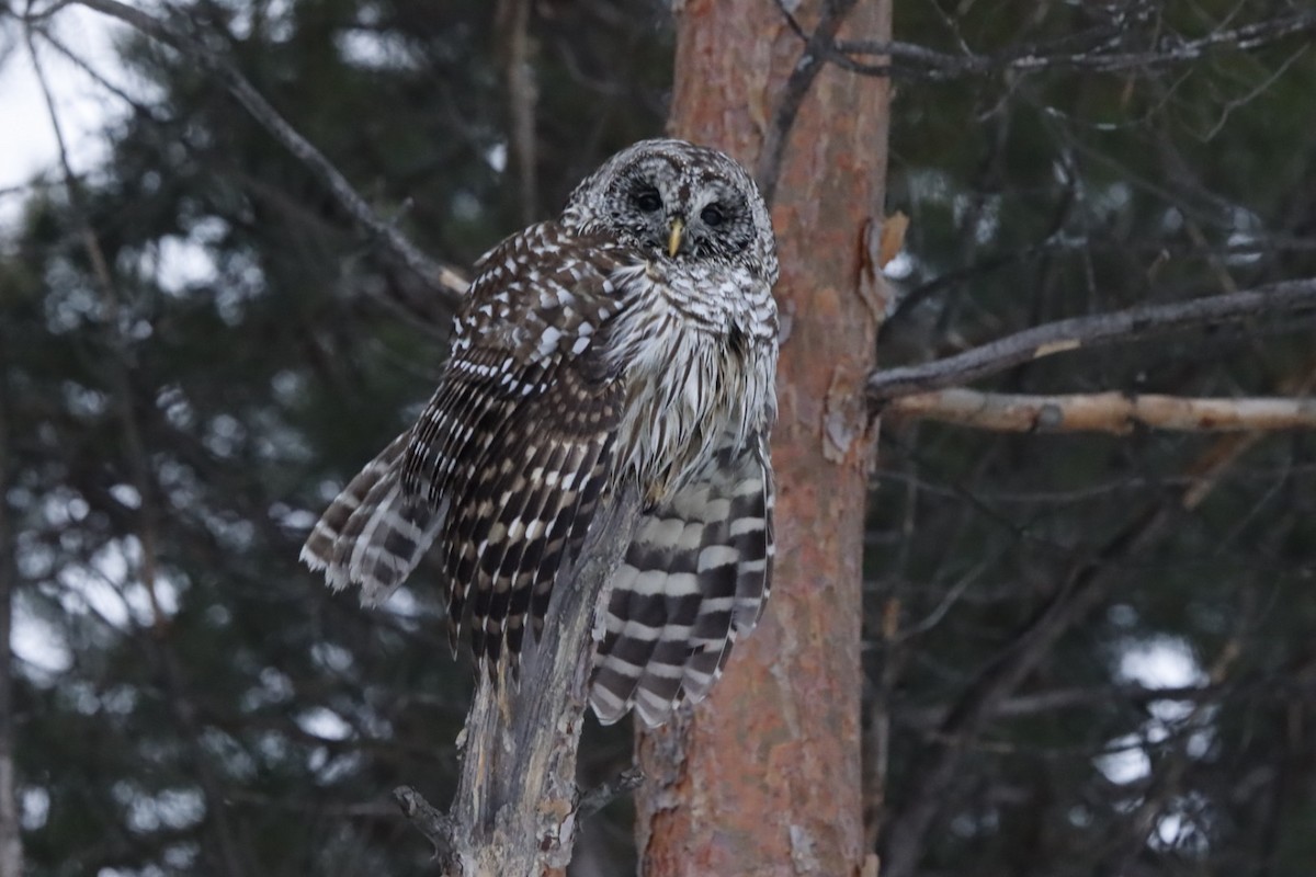 Çizgili Baykuş - ML648555651