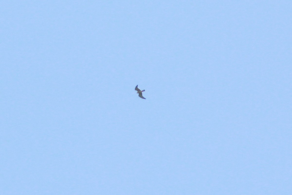 Mississippi Kite - ML648555708