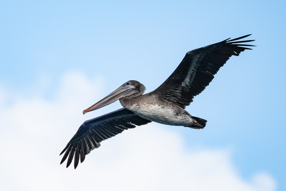 Brown Pelican (Southern) - ML648556086