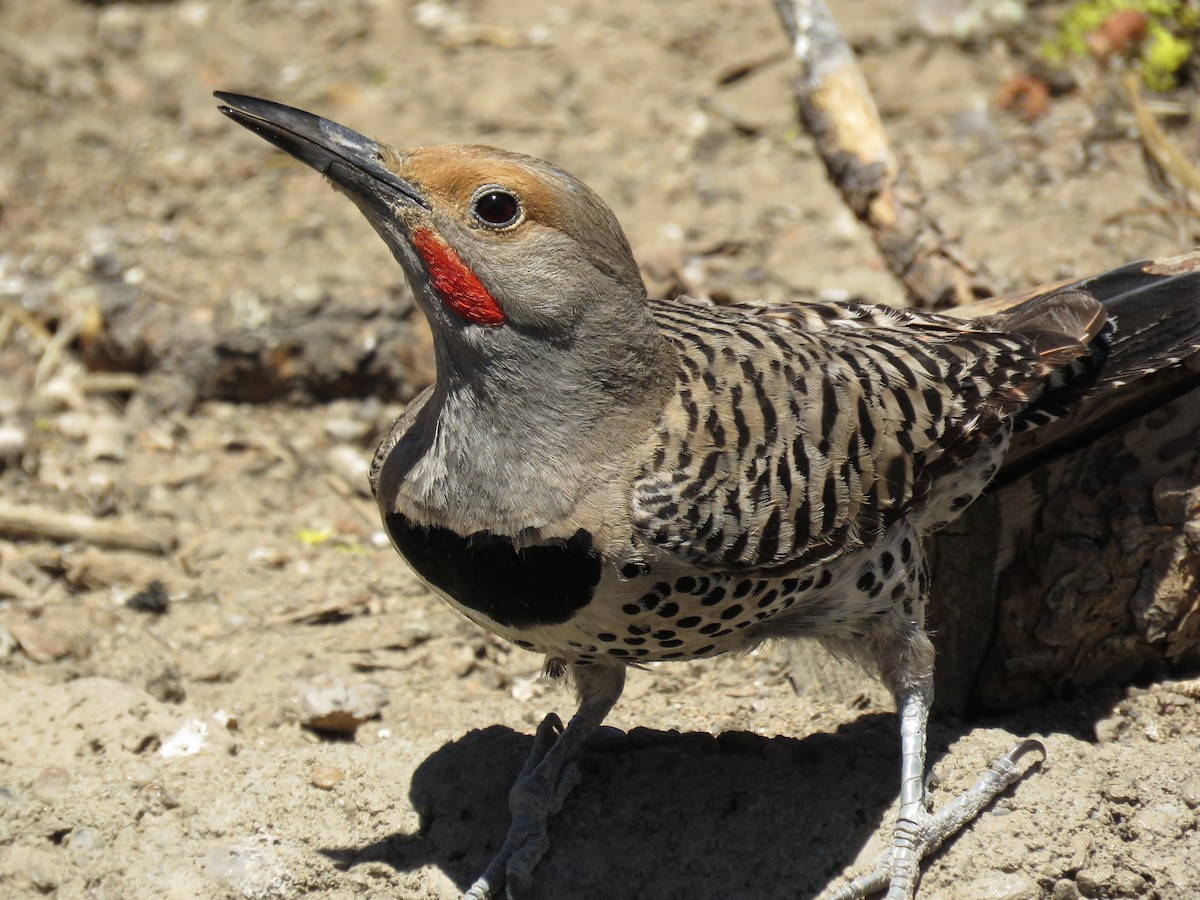 Northern Flicker (Red-shafted) - Kai Frueh