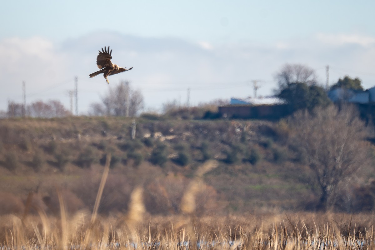 Rohrweihe - ML648556986