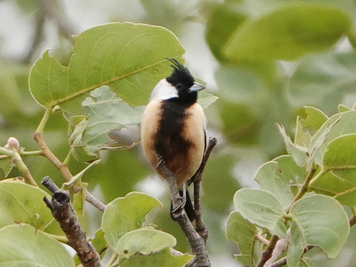 ヒガラモドキ - ML648557105