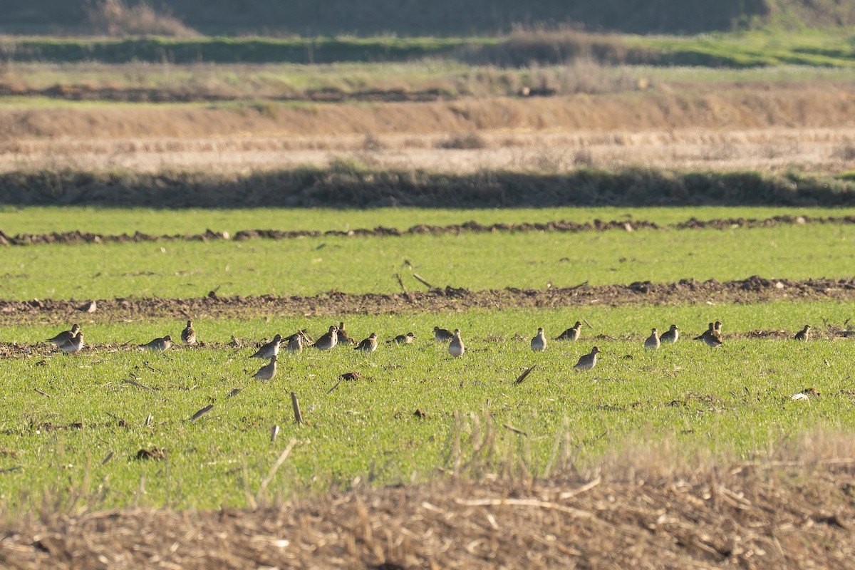 Goldregenpfeifer - ML648557108