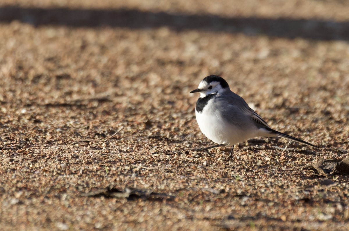 Bachstelze - ML648557147