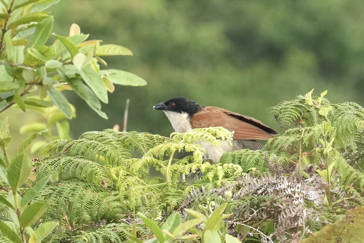 Burchell Kukalı - ML648557159