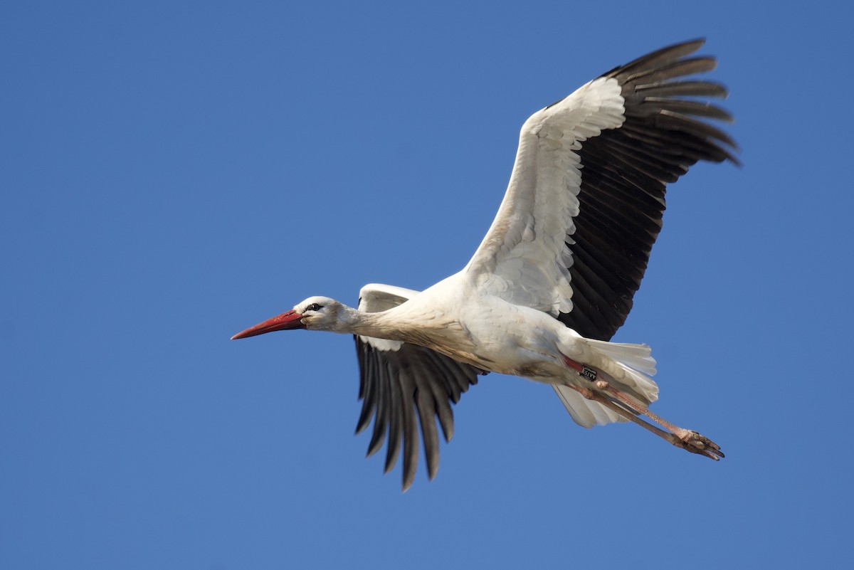 Weißstorch - ML648557259