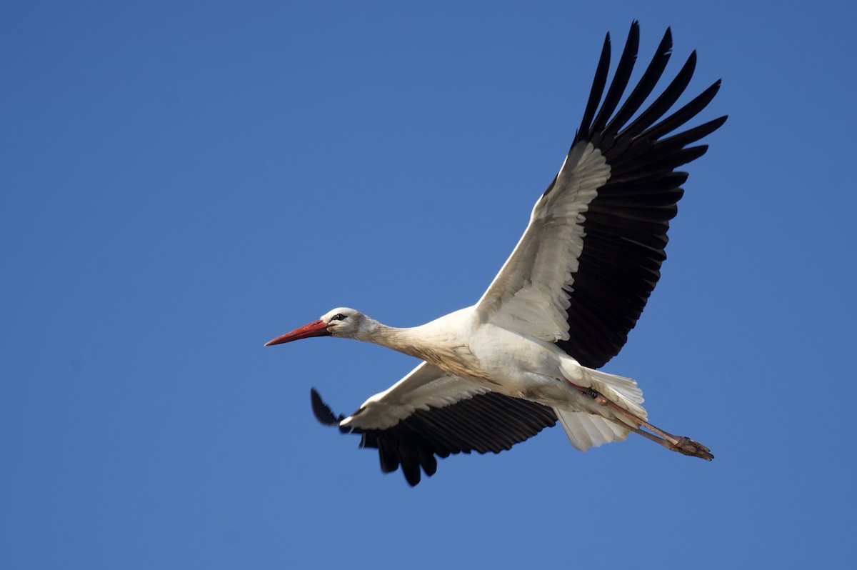 Weißstorch - ML648557260