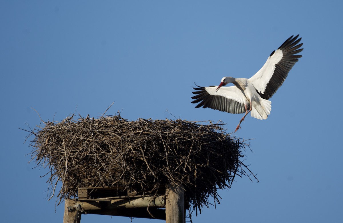 Weißstorch - ML648557266