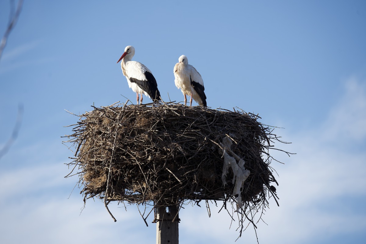 Weißstorch - ML648557273