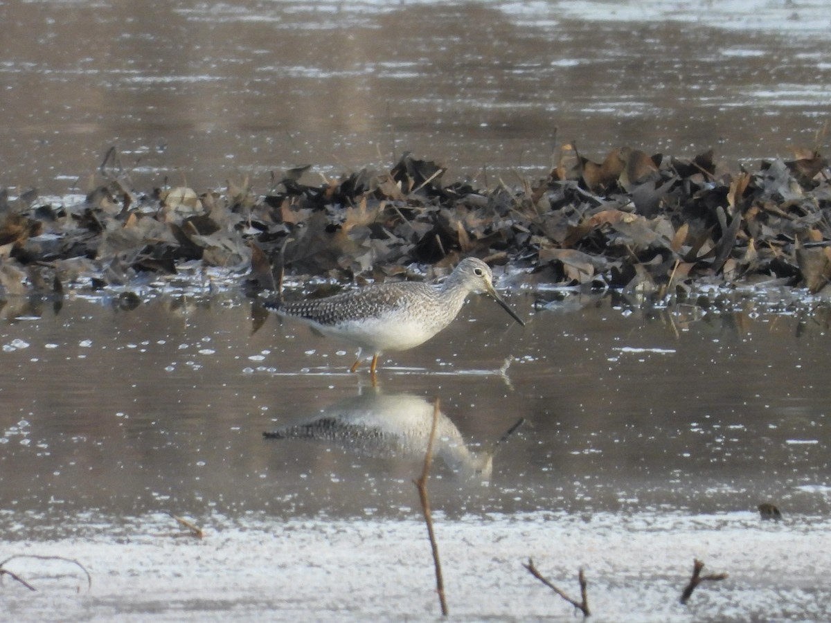 Greater Yellowlegs - ML648557899