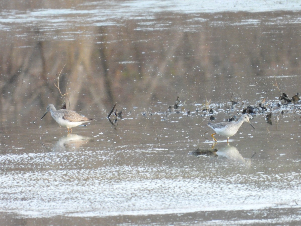 Greater Yellowlegs - ML648557914