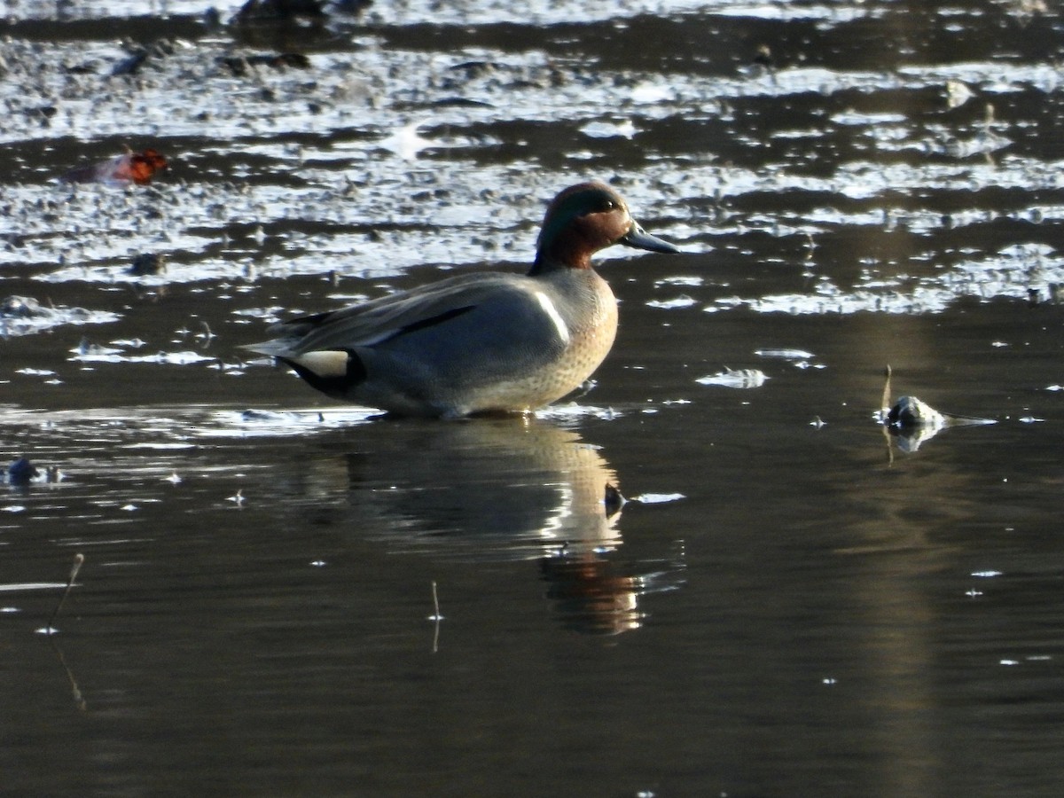 Green-winged Teal - ML648557951