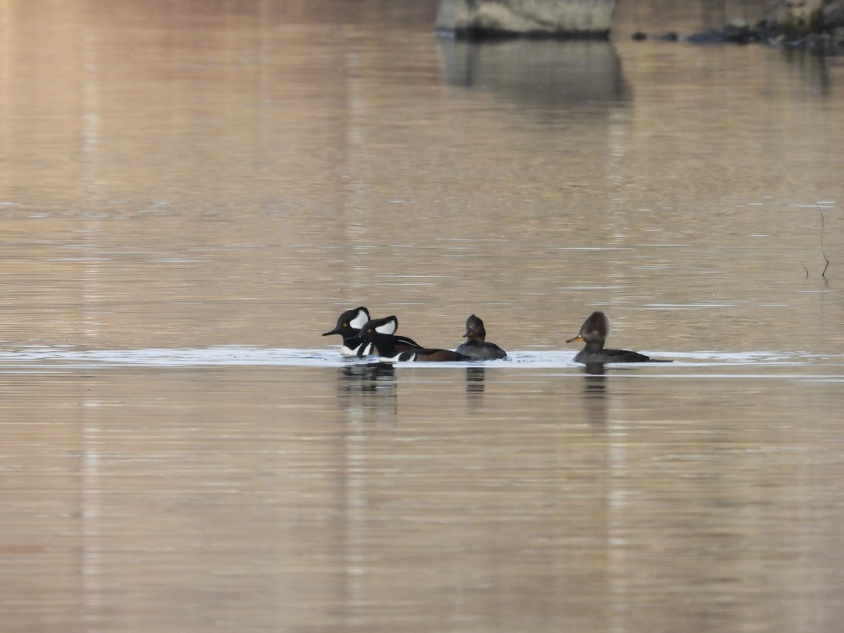 Hooded Merganser - ML648558024