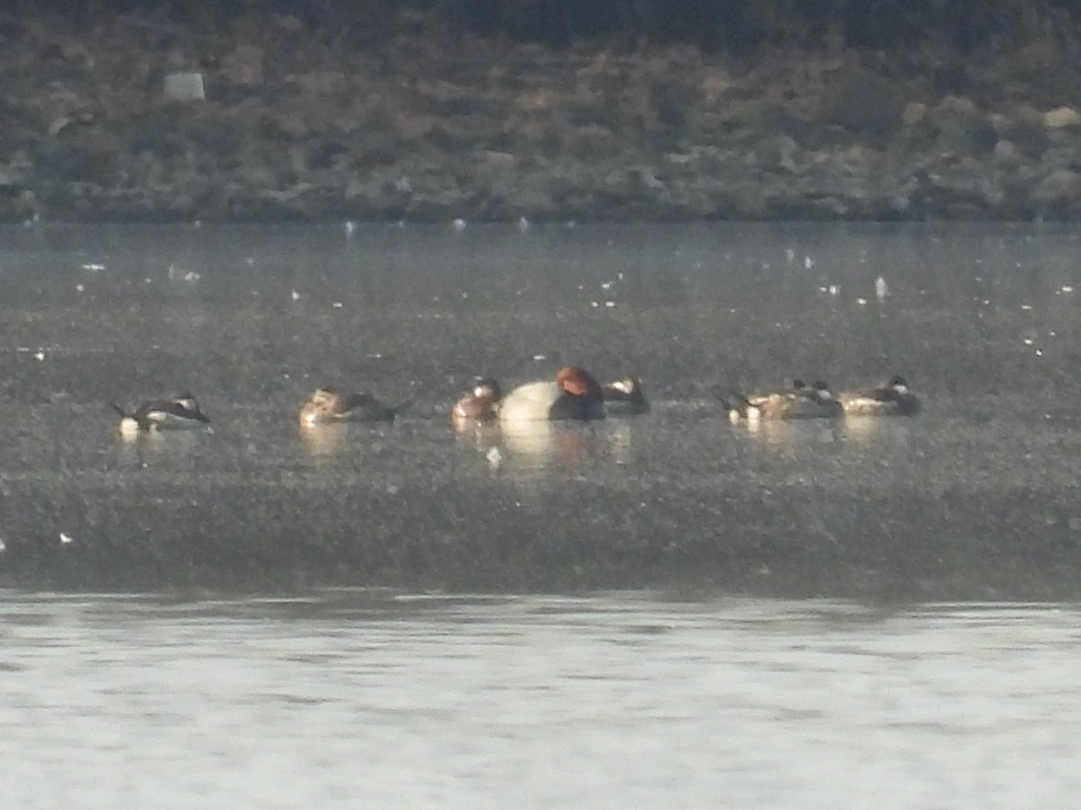 Redhead - ML648558221