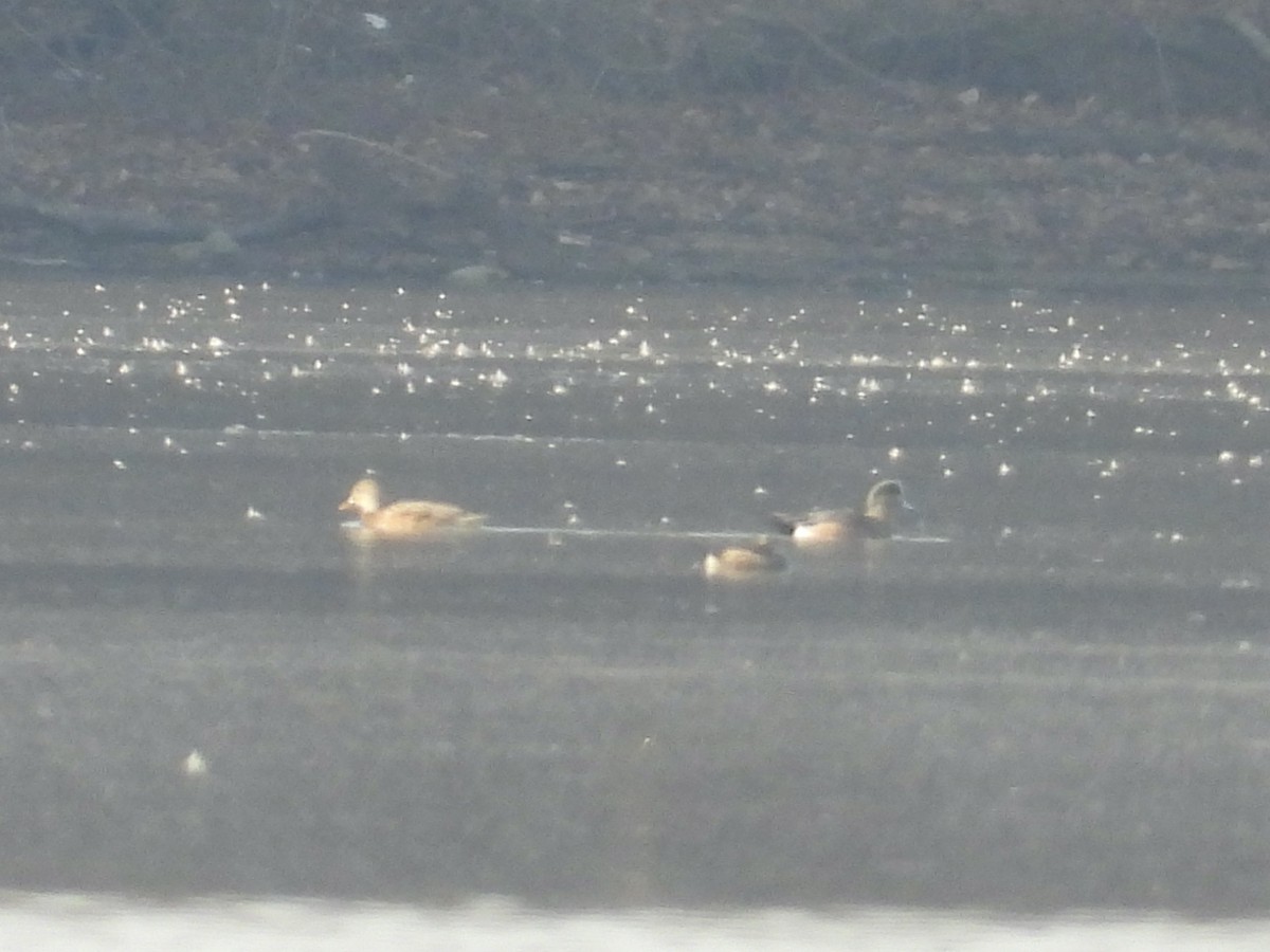 American Wigeon - ML648558280