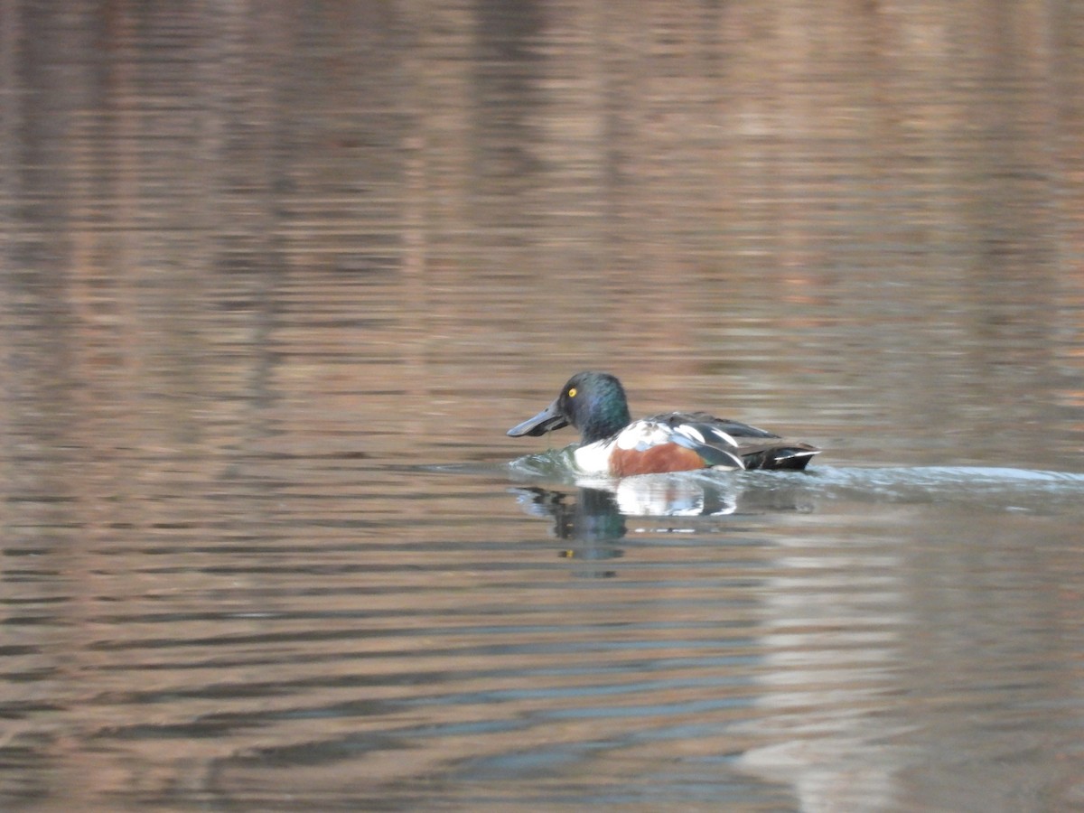 Northern Shoveler - ML648558328