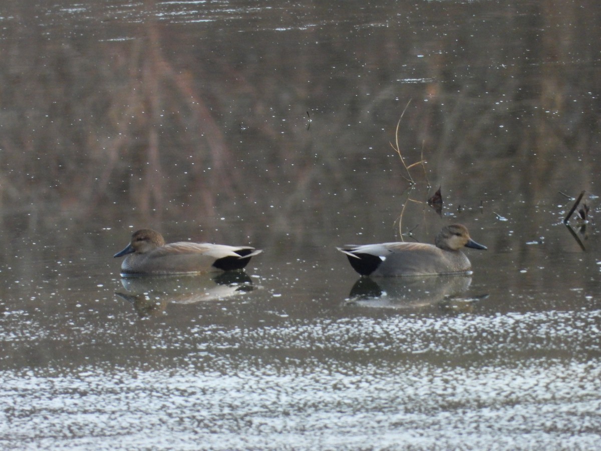 Gadwall - ML648558410