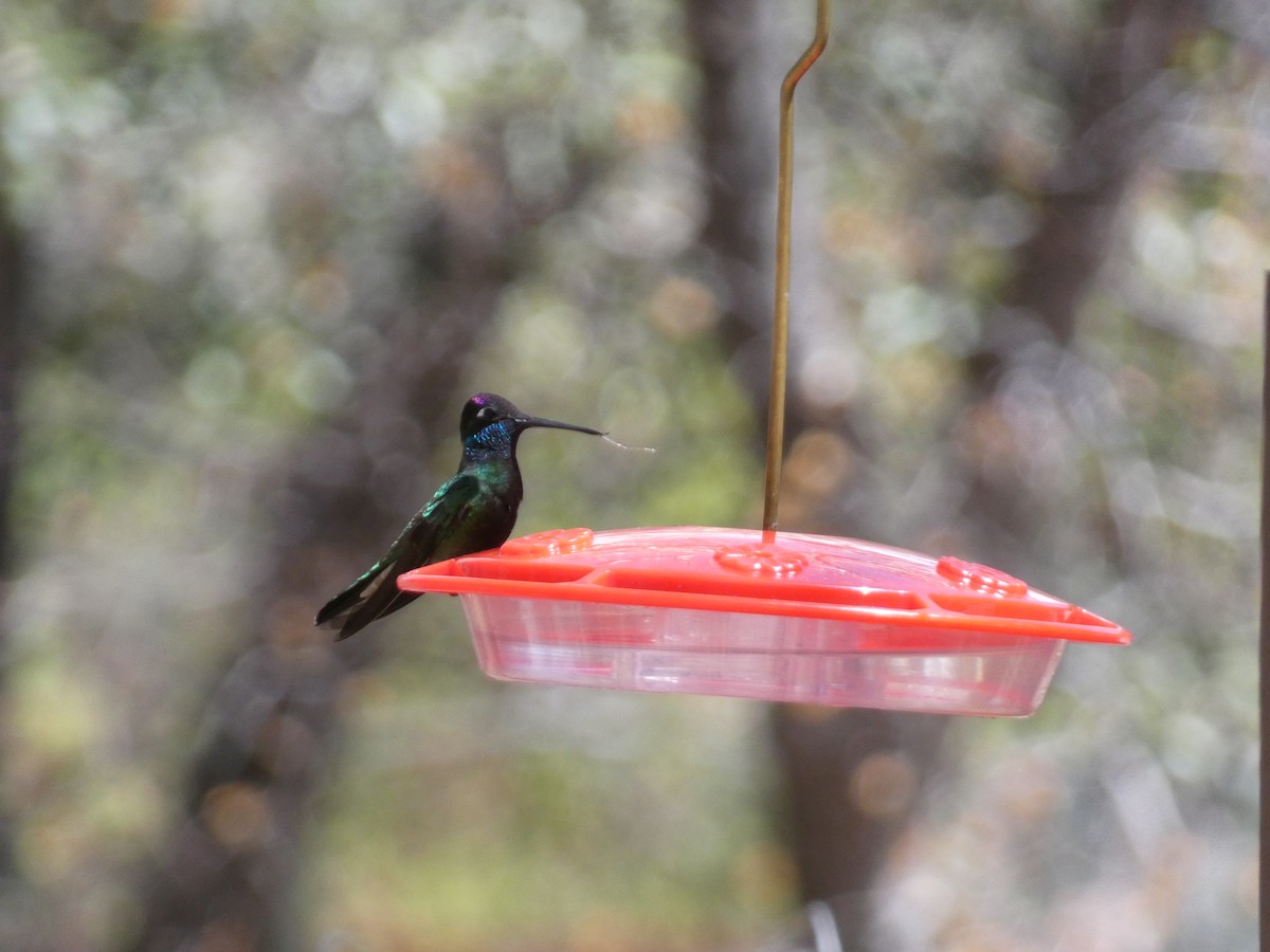 Rivoli's Hummingbird - ML648558421