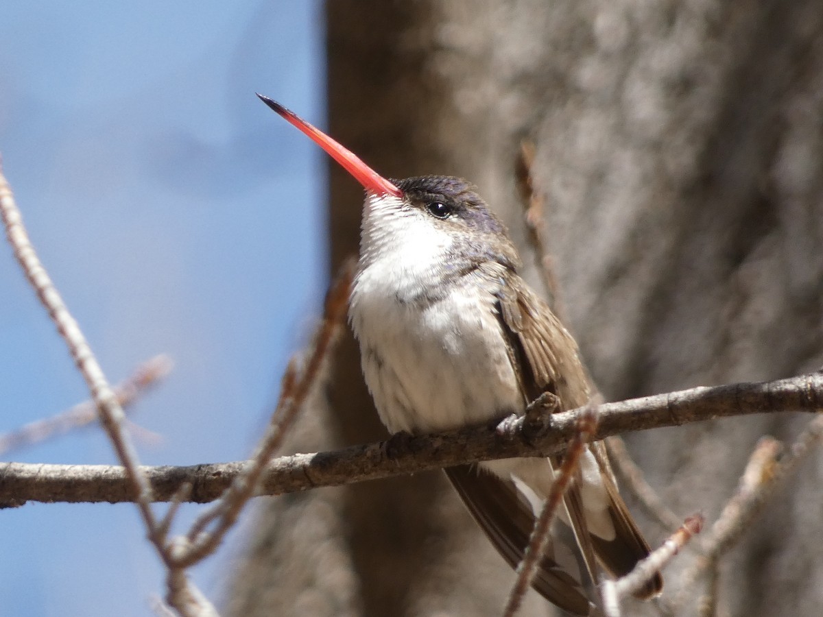 Violet-crowned Hummingbird - ML648558430