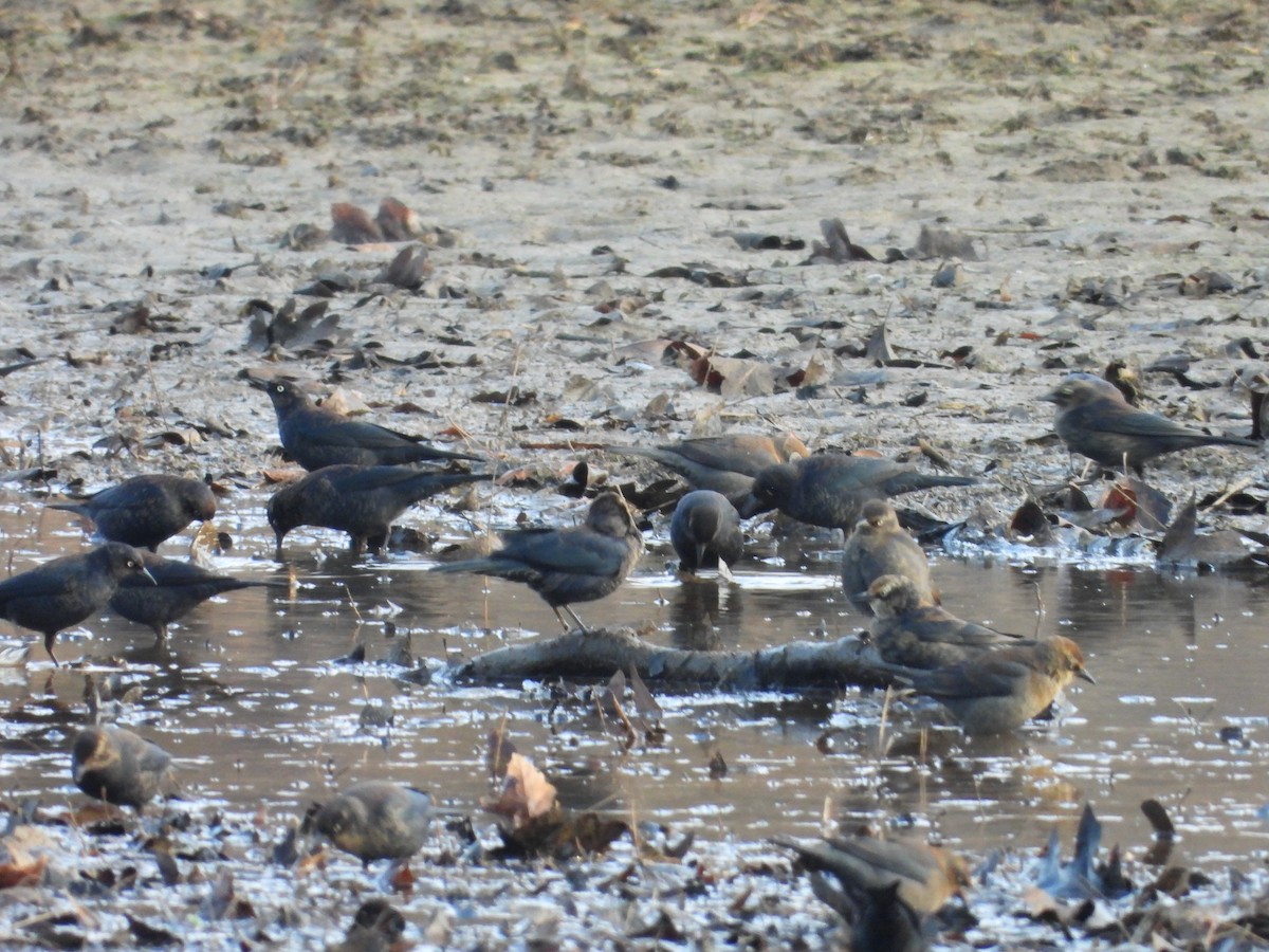 Rusty Blackbird - ML648558434
