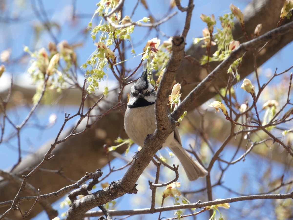 Bridled Titmouse - ML648558436