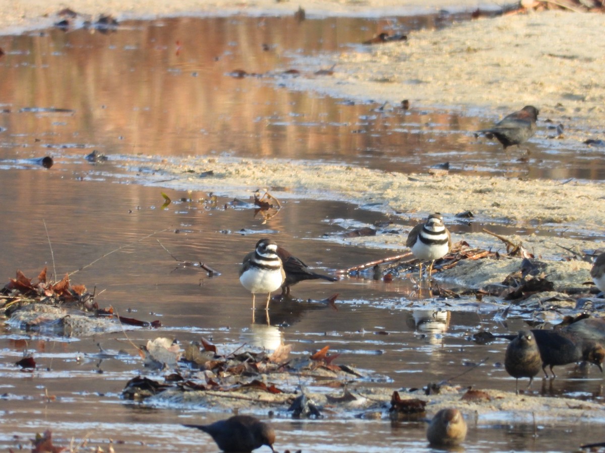 Killdeer - ML648558449
