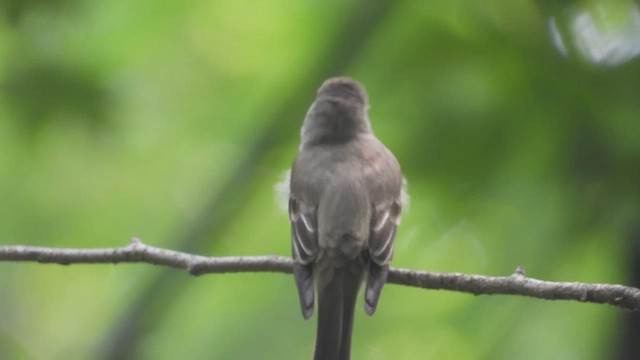 Pioui de l'Est - ML648558648