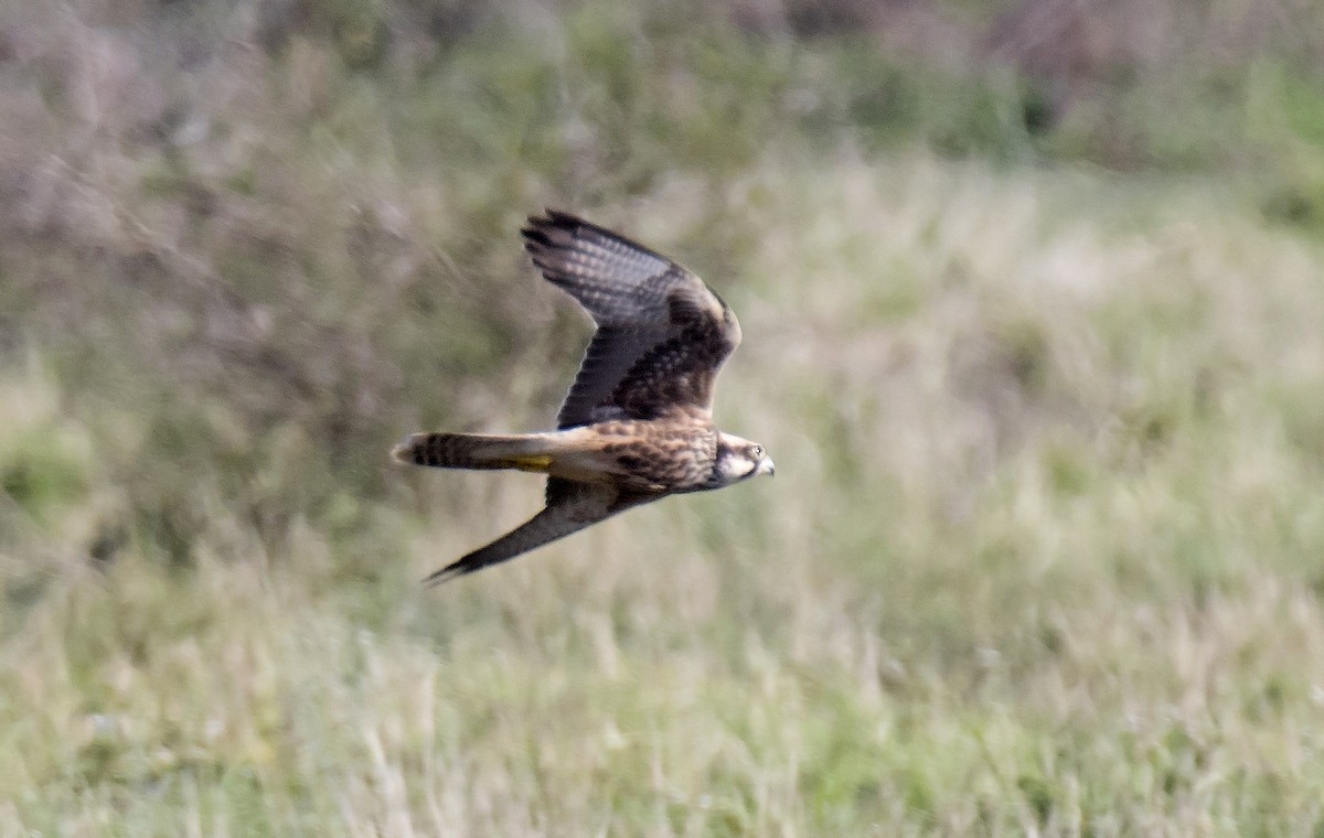 Lanner Falcon - ML648558757